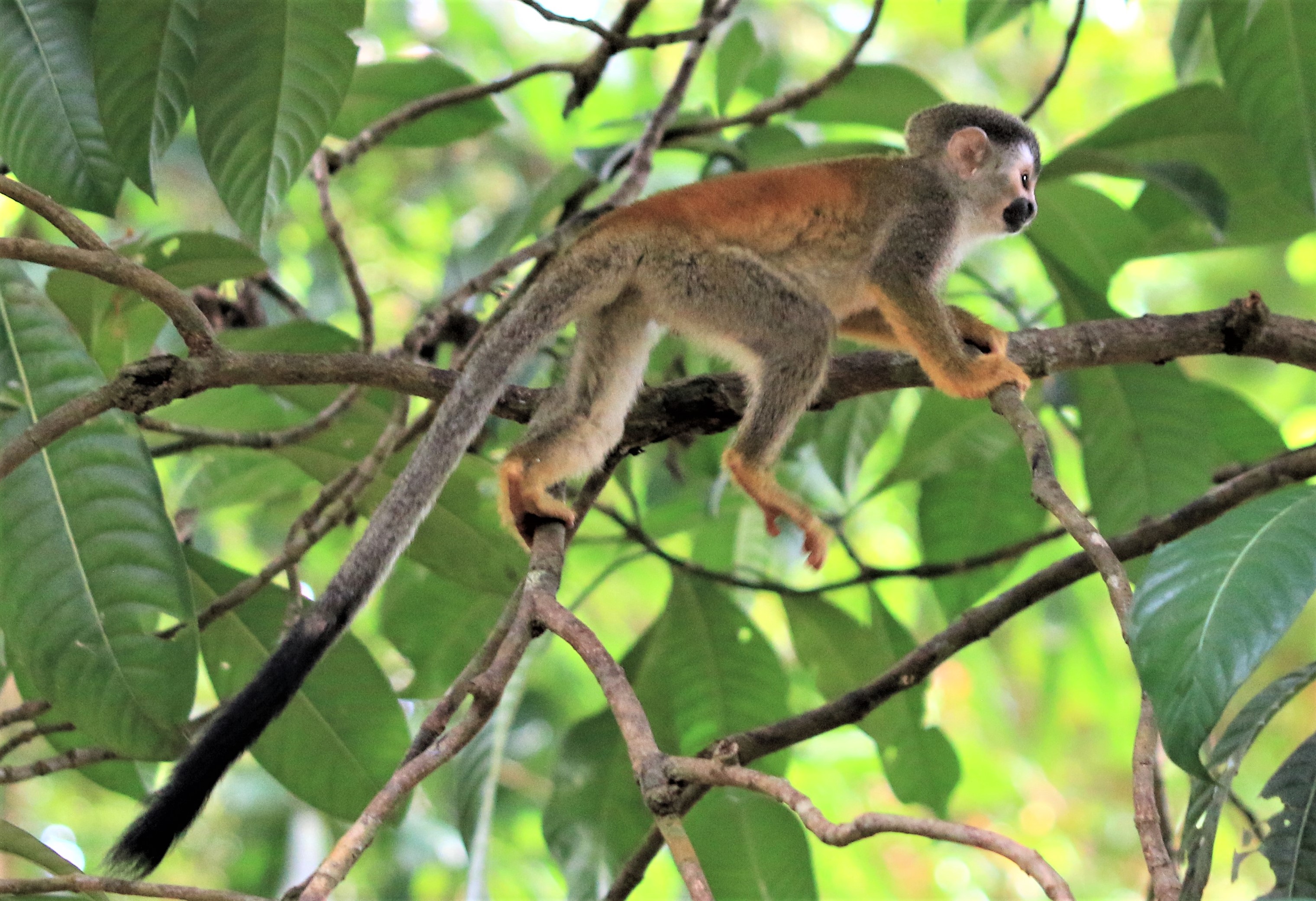 Costa Rica